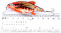 A pintura plástica de 3 olhos das cores 4.3CM/4.4g 6#Hooks 3D atrai à atração de 0.30m-0.6M Floating Crank Fishing