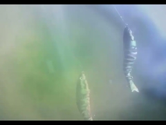 Olhos 3D BGO BloT Fish Ish Bait submerso oito multi -articulação de pesca com várias articulações