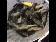 Tanque de criação de peixes de lonas galvanizadas de telhado de PVC